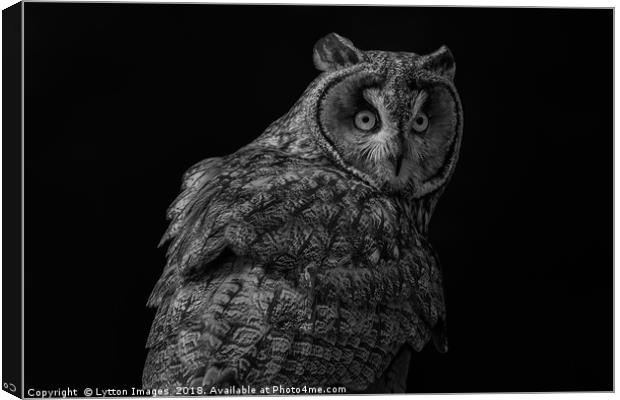 short eared owl - portrait Canvas Print by Wayne Lytton
