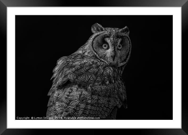 short eared owl - portrait Framed Mounted Print by Wayne Lytton