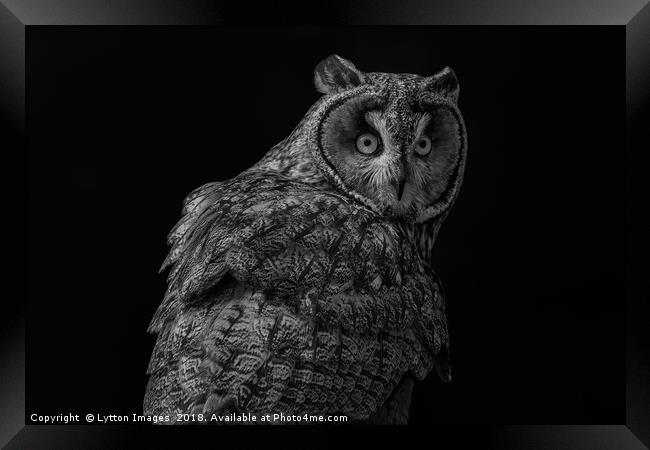short eared owl - portrait Framed Print by Wayne Lytton