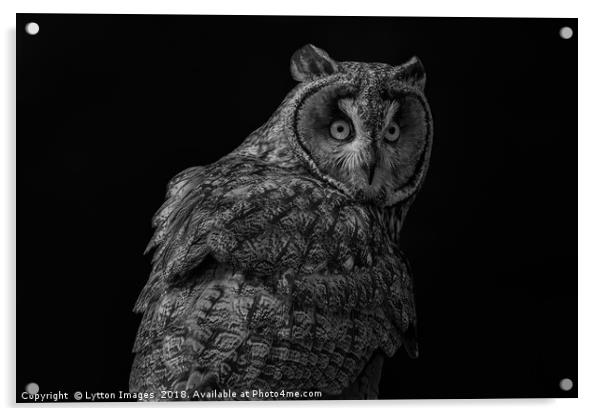 short eared owl - portrait Acrylic by Wayne Lytton
