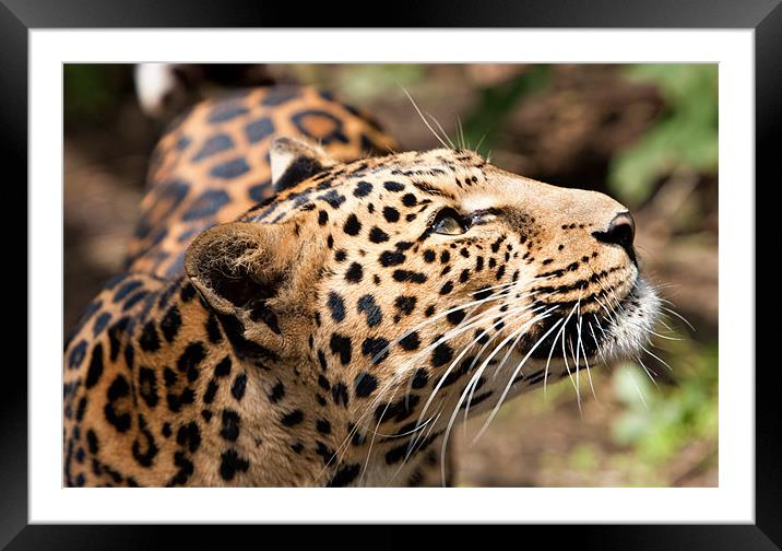 Amur Leopard Framed Mounted Print by Peter Wilson