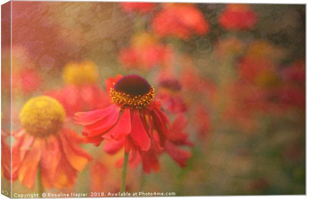 Helenium with texture Canvas Print by Rosaline Napier