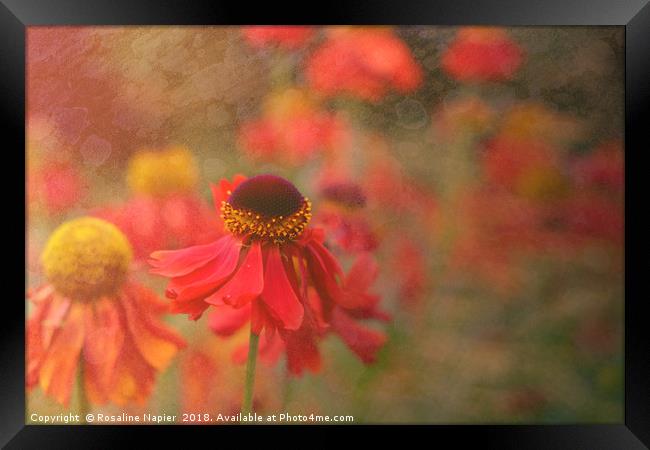 Helenium with texture Framed Print by Rosaline Napier