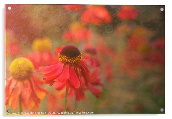 Helenium with texture Acrylic by Rosaline Napier