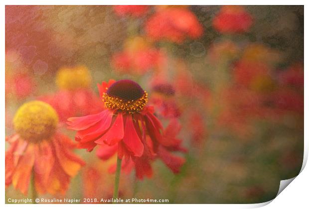 Helenium with texture Print by Rosaline Napier