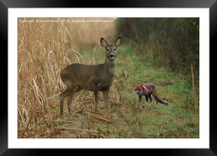 DEER AND FOX Framed Mounted Print by Dave Hellyer