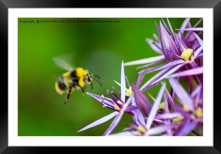 Beauty and the Bee Framed Mounted Print by NKH10 Photography