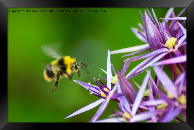 Beauty and the Bee Framed Print by NKH10 Photography