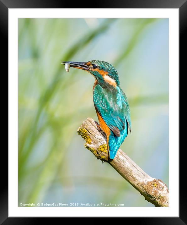 Female Kingfisher with her catch Framed Mounted Print by GadgetGaz Photo