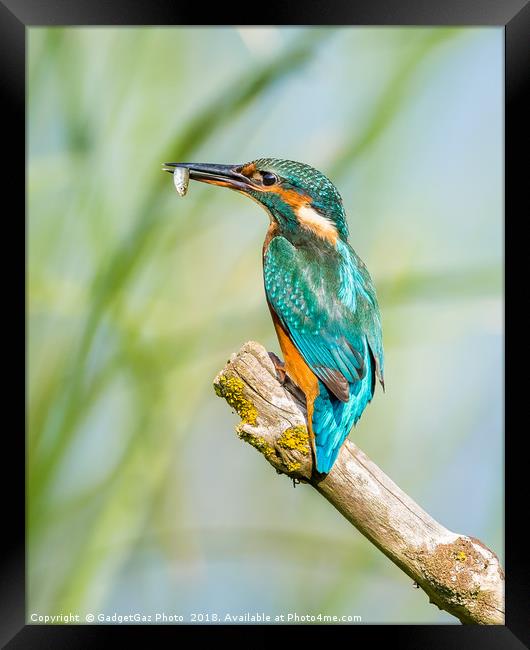Female Kingfisher with her catch Framed Print by GadgetGaz Photo