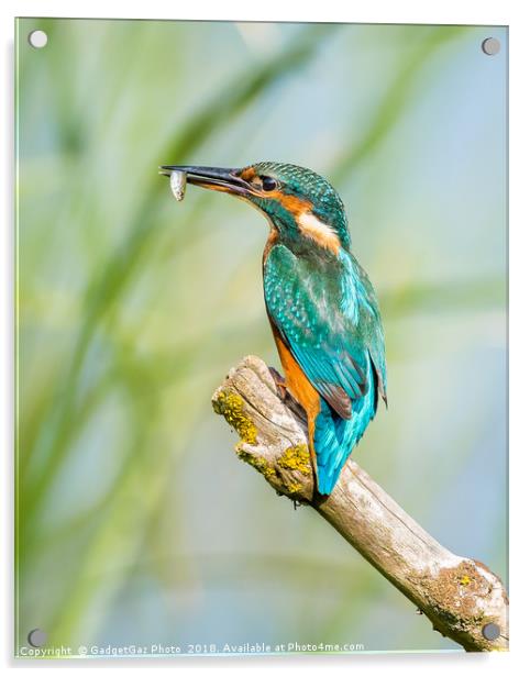 Female Kingfisher with her catch Acrylic by GadgetGaz Photo