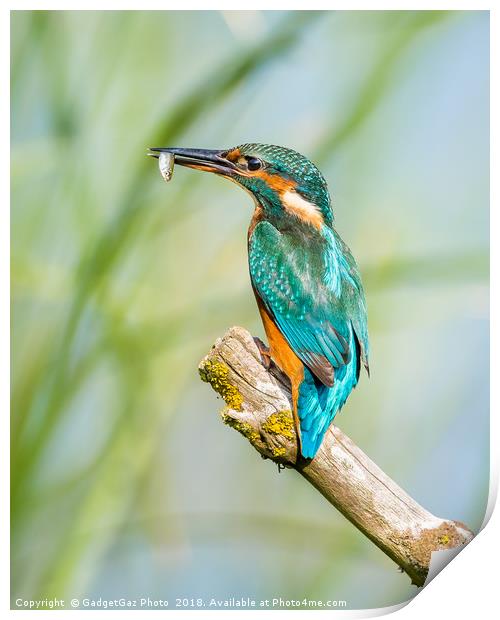 Female Kingfisher with her catch Print by GadgetGaz Photo