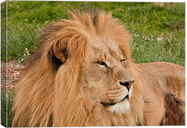 Male Lion Canvas Print by Peter Wilson