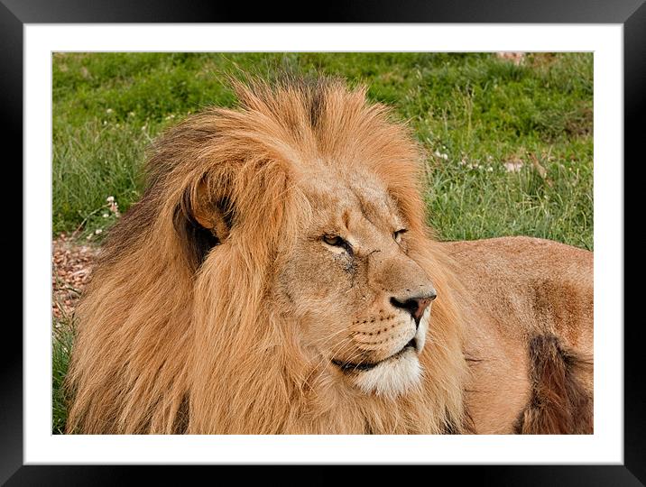 Male Lion Framed Mounted Print by Peter Wilson