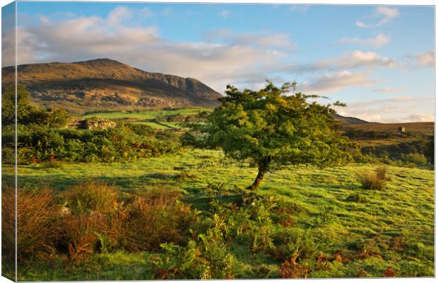 Moel Siabod Canvas Print by Rory Trappe