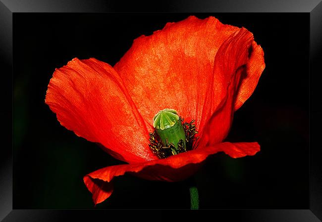 The Poppy Framed Print by stephen walton