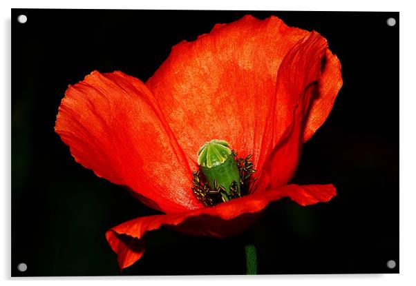 The Poppy Acrylic by stephen walton