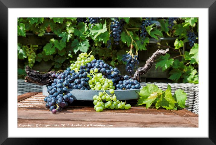 decoration of bunches blue and white grapes  Framed Mounted Print by Chris Willemsen