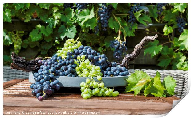 decoration of bunches blue and white grapes  Print by Chris Willemsen