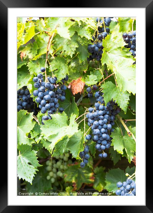 large bunches of blue grapes hangin in the garden Framed Mounted Print by Chris Willemsen