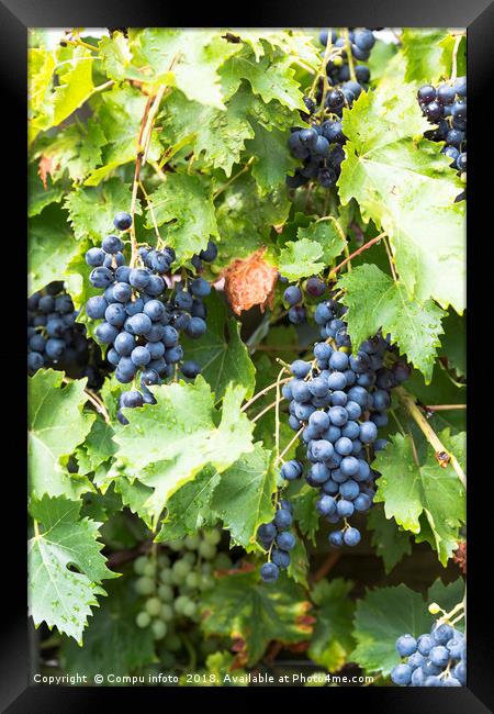large bunches of blue grapes hangin in the garden Framed Print by Chris Willemsen