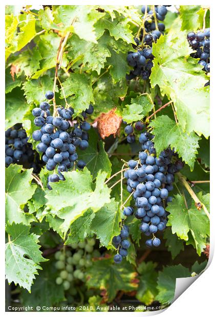 large bunches of blue grapes hangin in the garden Print by Chris Willemsen
