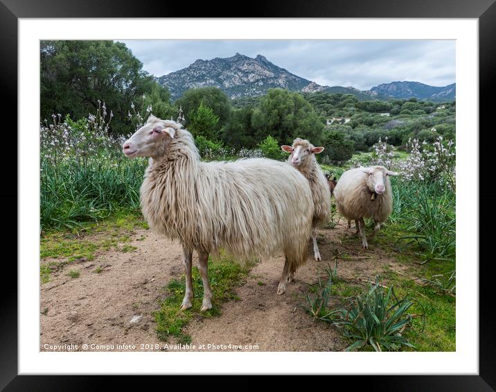 three sardinia sheep with mountians and beautifull Framed Mounted Print by Chris Willemsen
