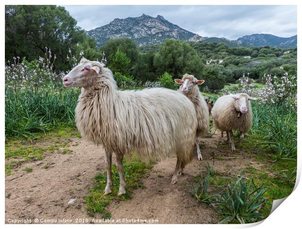 three sardinia sheep with mountians and beautifull Print by Chris Willemsen