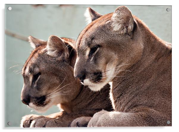 Puma or Gougar Pair Acrylic by Peter Wilson