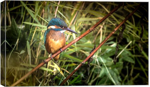 Kingfisher at the Teifi Canvas Print by Drew Davies