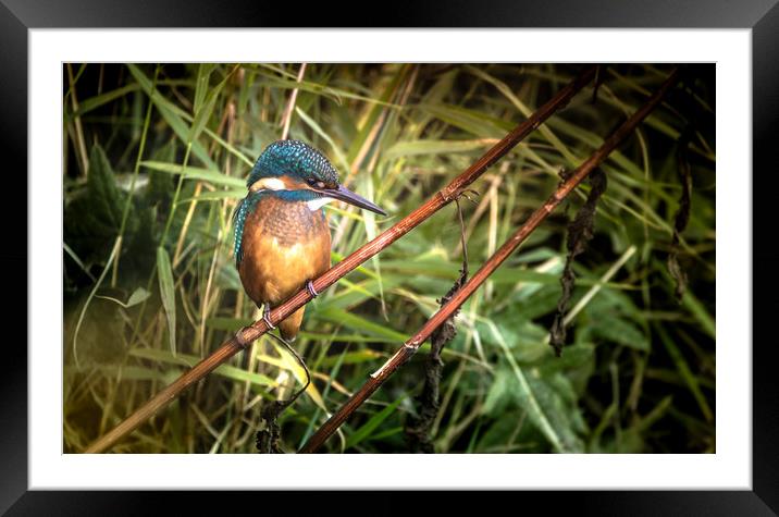 Kingfisher at the Teifi Framed Mounted Print by Drew Davies