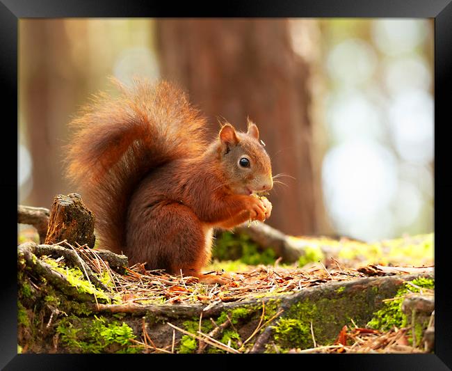 Red Squirrel Eating Framed Print by Jonathan Thirkell