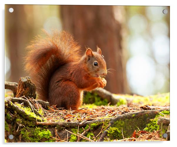 Red Squirrel Eating Acrylic by Jonathan Thirkell