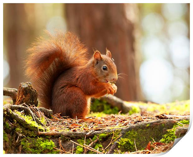 Red Squirrel Eating Print by Jonathan Thirkell