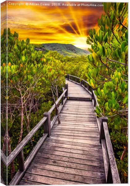 Mangrove Forest Sunset Canvas Print by Adrian Evans