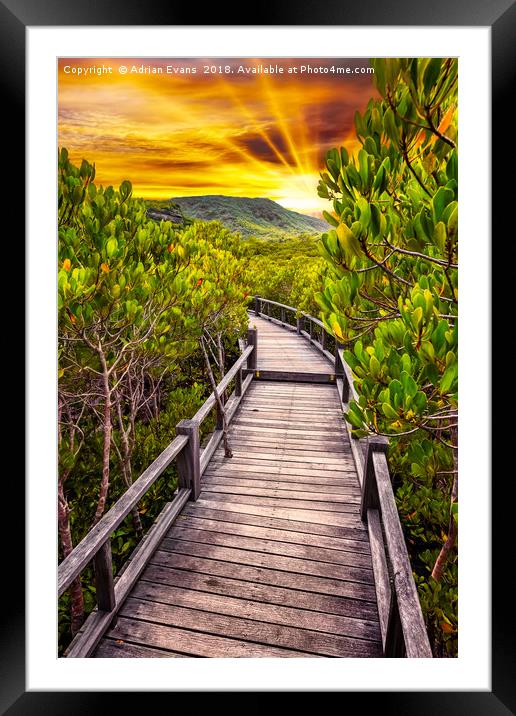 Mangrove Forest Sunset Framed Mounted Print by Adrian Evans