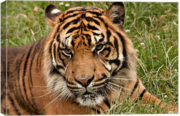 Siberian Tiger Canvas Print by Peter Wilson