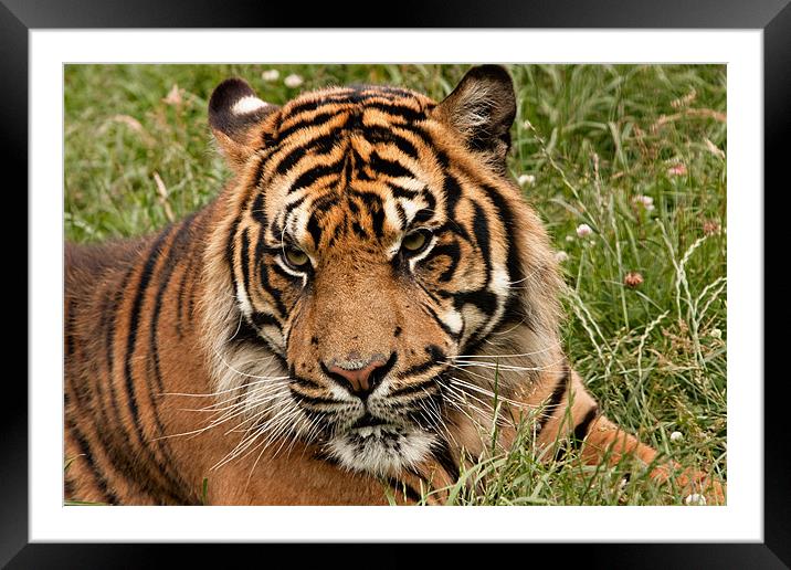 Siberian Tiger Framed Mounted Print by Peter Wilson