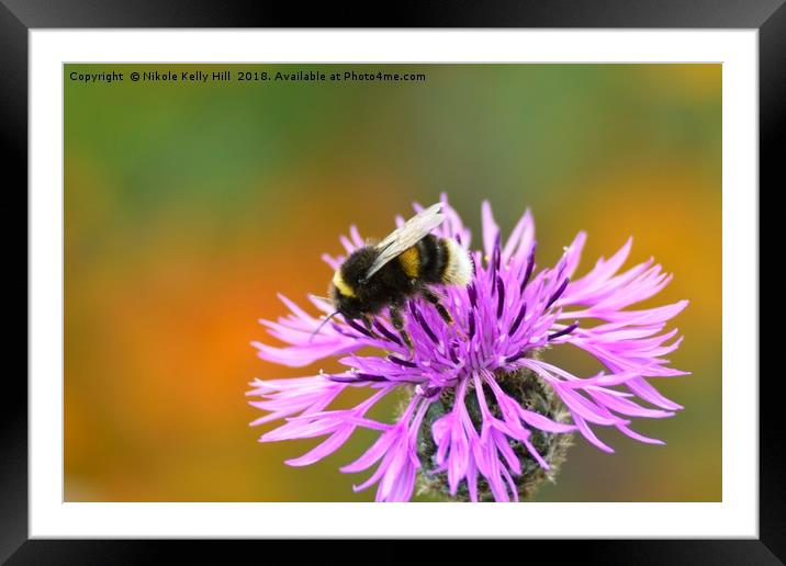 Beauty and the Bee I Framed Mounted Print by NKH10 Photography