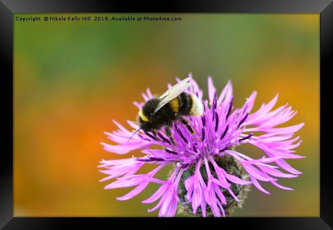 Beauty and the Bee I Framed Print by NKH10 Photography