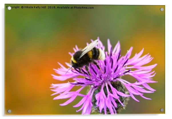 Beauty and the Bee I Acrylic by NKH10 Photography
