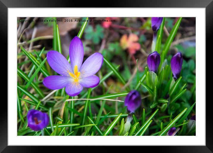 Beautiful Spring flowers Framed Mounted Print by NKH10 Photography