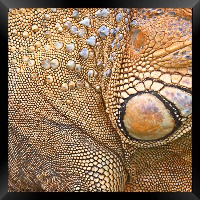 Abstract of Male Green Iguana Skin Framed Print by Carole-Anne Fooks