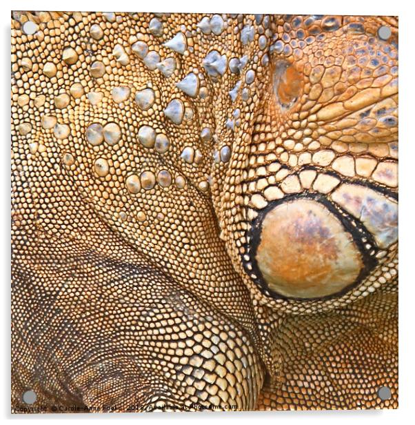 Abstract of Male Green Iguana Skin Acrylic by Carole-Anne Fooks