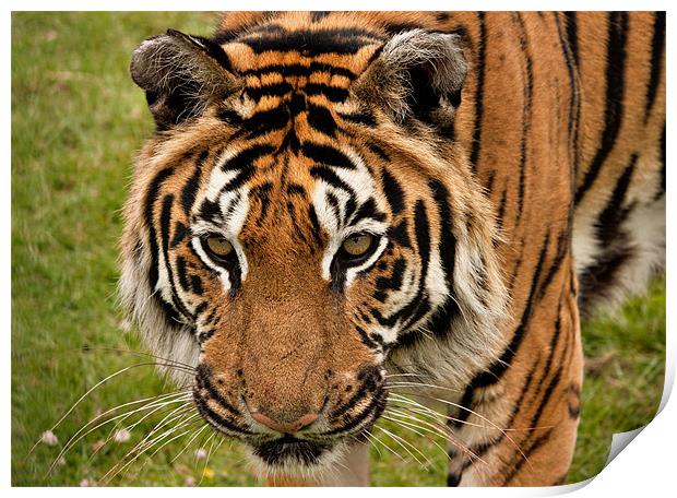 Siberian Tiger Print by Peter Wilson