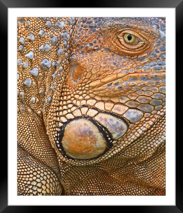 Abstract of Male Green Iguana Skin Framed Mounted Print by Carole-Anne Fooks