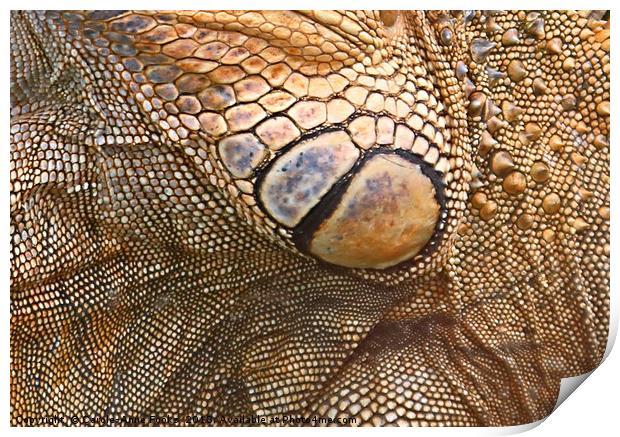 Abstract of Male Green Iguana Skin Print by Carole-Anne Fooks