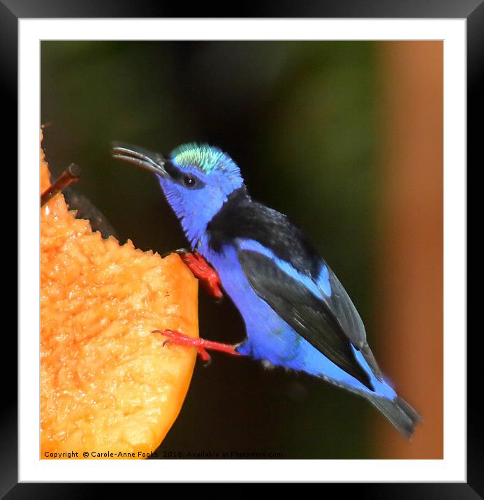 Red-legged Honeycreeper Framed Mounted Print by Carole-Anne Fooks