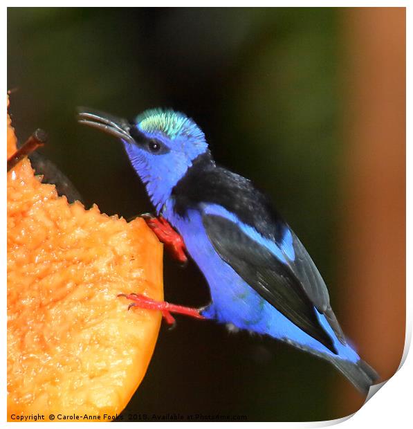 Red-legged Honeycreeper Print by Carole-Anne Fooks