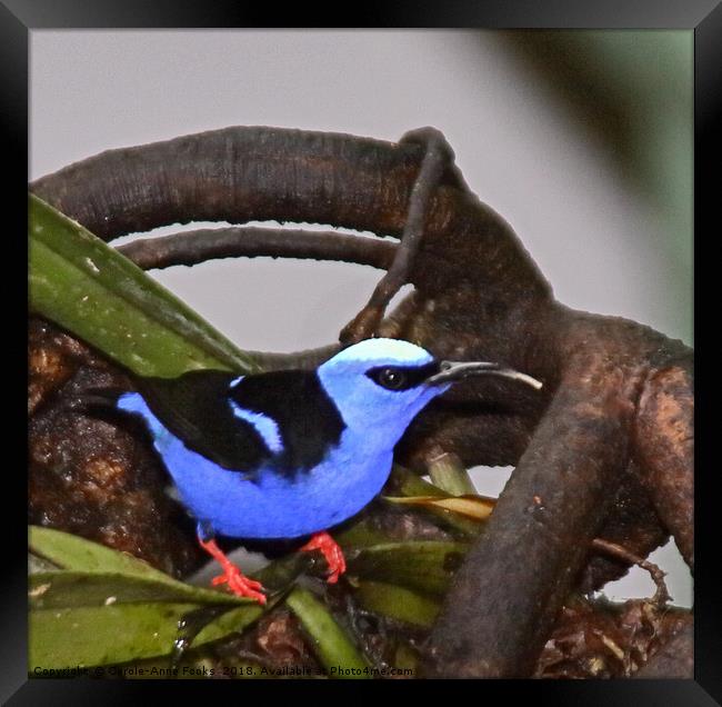 Red-legged Honeycreeper Framed Print by Carole-Anne Fooks